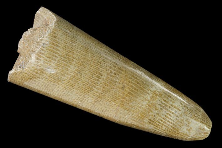 Polished Fossil Horn Coral - Morocco #142692